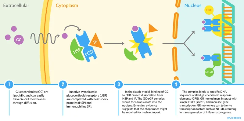 Molecular pathway diagram showing steroid anti-inflammatory mechanism