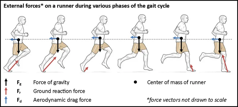 Biomechanical force analysis of human gait showing ground reaction forces