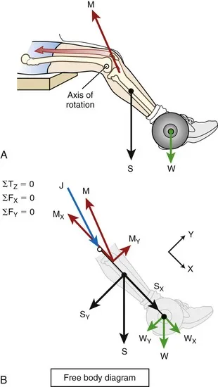 Biomechanical analysis of knee joint showing force vectors during flexion
