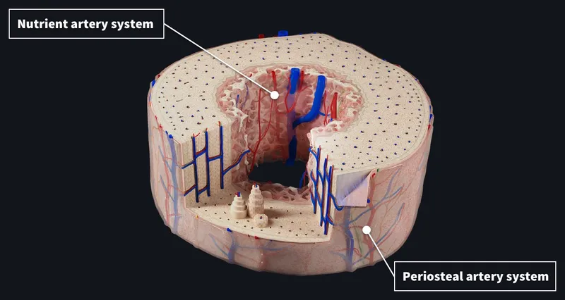 Anatomical diagram of bone blood supply showing nutrient and periosteal arteries
