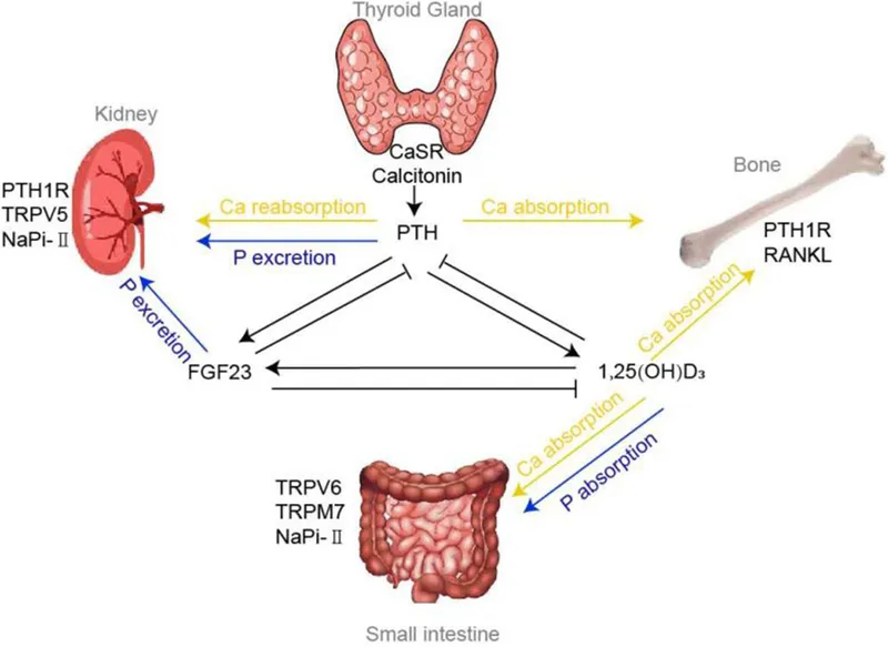 Laboratory results showing bone metabolism markers and vitamin D levels