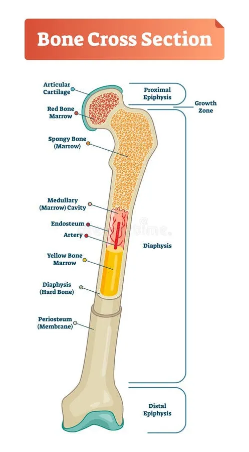 Detailed anatomical diagram of long bone structure showing cortical and cancellous bone