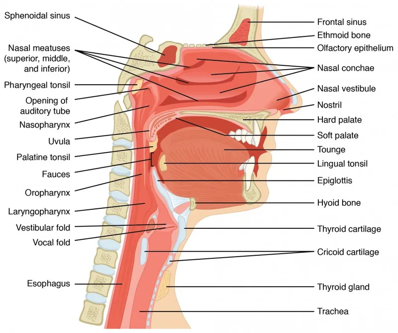 Comprehensive ENT anatomy overview showing ear, nose, throat structures