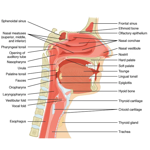 Detailed cross-sectional anatomy of head and neck ENT structures