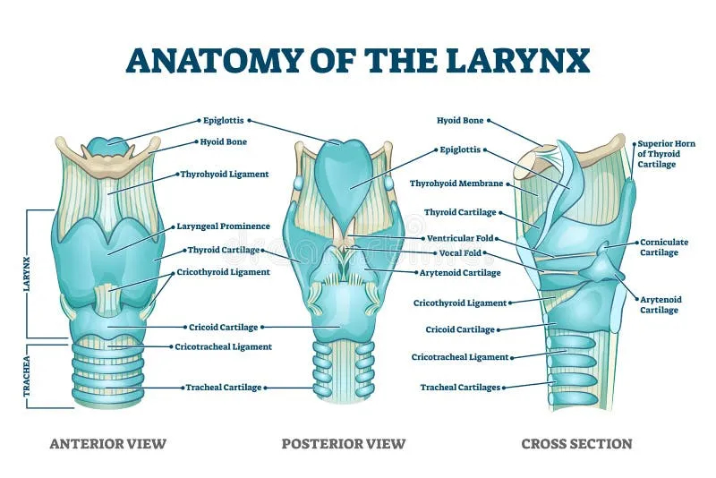 Detailed laryngeal anatomy showing cartilages muscles and vocal folds