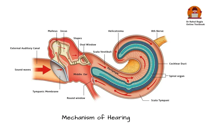 Cross-sectional view of middle ear ossicles and mechanics