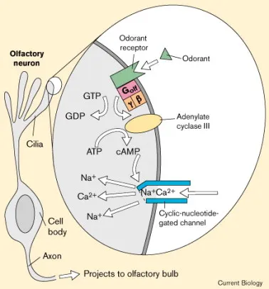 Olfactory receptor cell structure and transduction mechanism