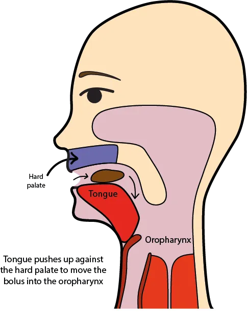 Oral phase of swallowing showing tongue and palate coordination