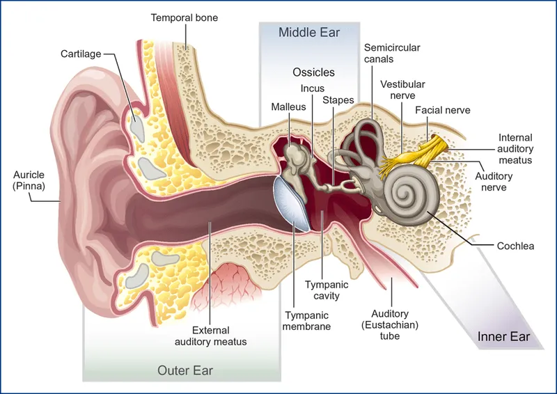 Detailed anatomy of sound conduction pathway through ear