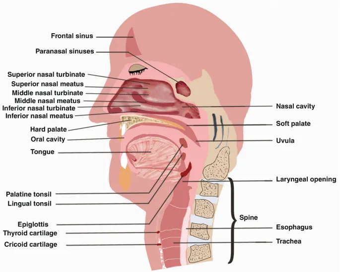 Detailed anatomy of swallowing mechanism and airway protection