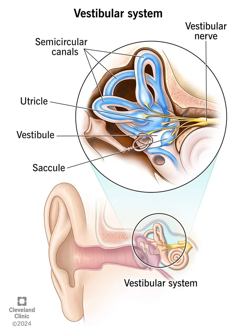 Detailed anatomy of vestibular system semicircular canals otoliths