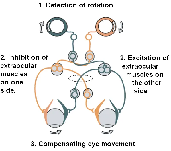 Vestibulo-ocular reflex pathway and mechanism