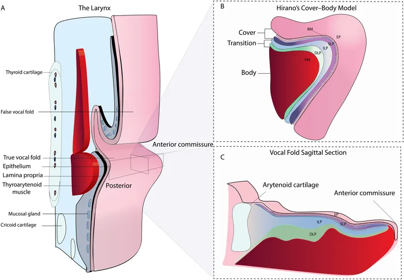 Vocal fold histology and vibratory wave mechanics