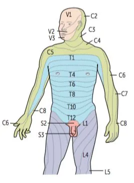 Figure 2: Dermatome map showing distribution of spinal nerve sensory territories on human body