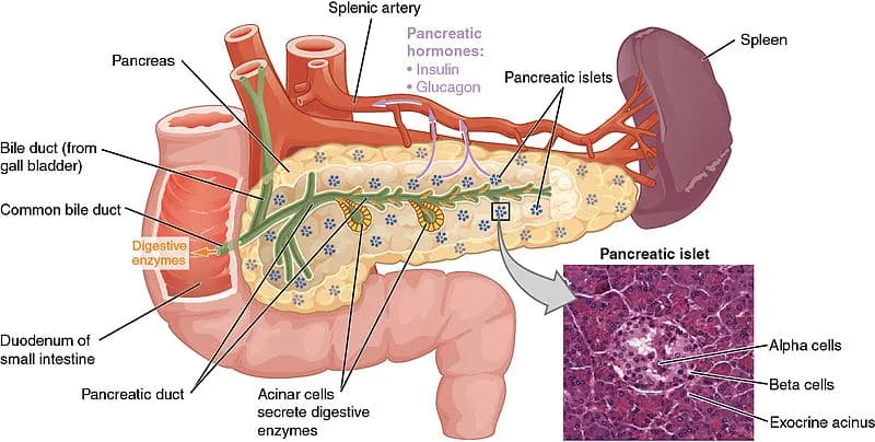 Anatomical diagram of pancreas showing ductal system and enzyme production