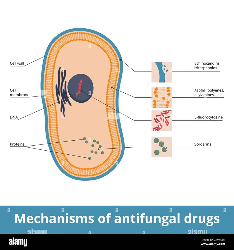 Antifungal drug mechanisms and resistance patterns