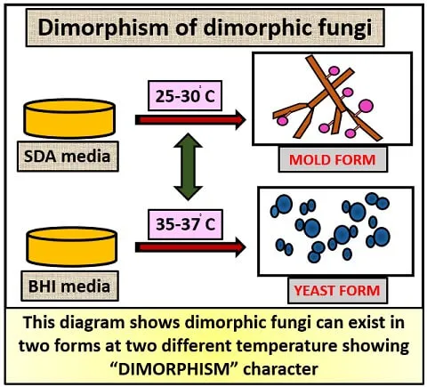 Detailed fungal morphology comparison showing yeast versus mold forms