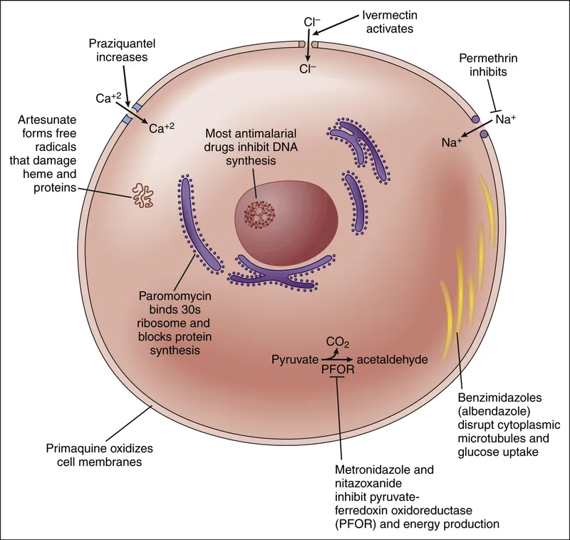 Helminth treatment protocols and drug mechanisms