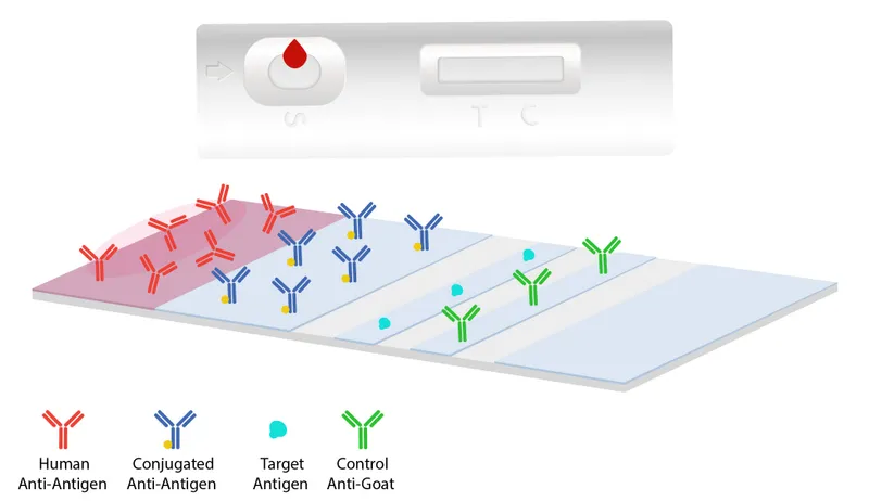 Rapid diagnostic tests for parasitic infections