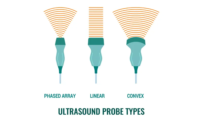 Different ultrasound probe types linear curved phased array with frequency ranges