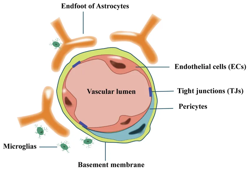 Blood-brain barrier structure and drug penetration mechanisms