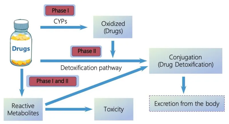 Hepatic drug metabolism showing Phase I and Phase II enzyme systems