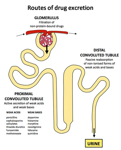 pH-dependent drug reabsorption in renal tubules