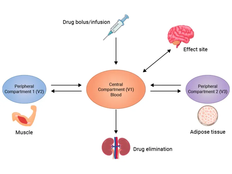Three-compartment pharmacokinetic model showing drug distribution phases