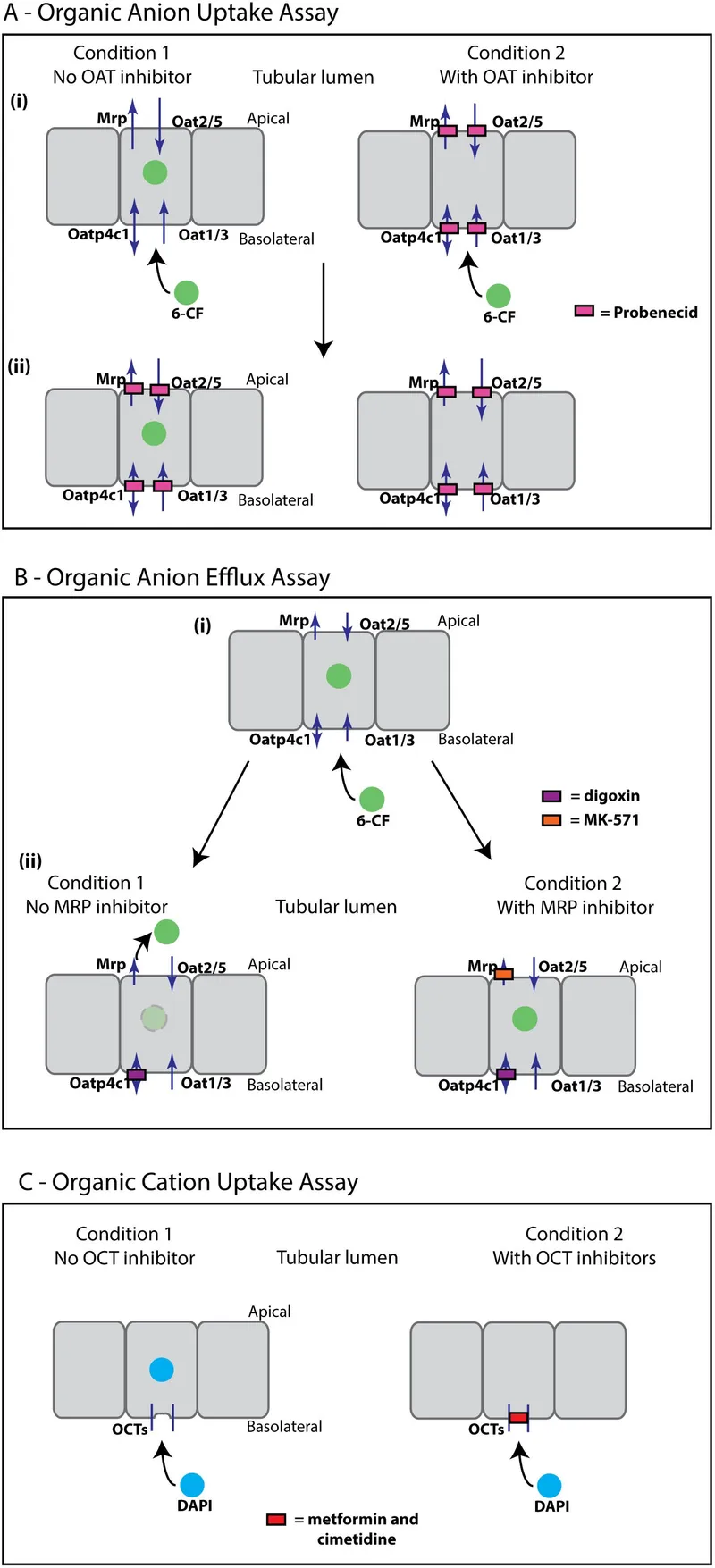 Tubular secretion and reabsorption mechanisms for drug elimination