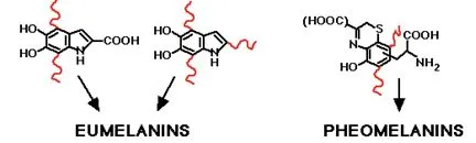 Eumelanin versus pheomelanin molecular structure and synthesis pathways