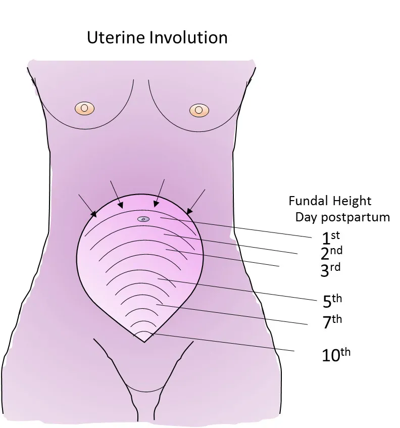 Uterine involution process showing fundal height changes over 6 weeks