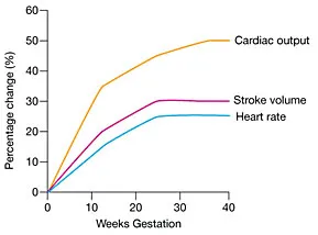 Maternal physiological changes timeline showing cardiovascular and respiratory adaptations