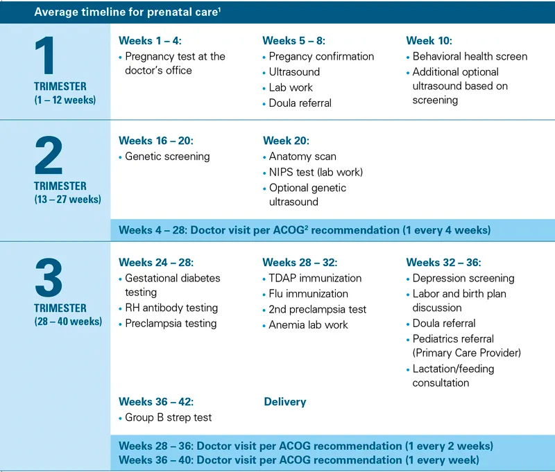 Comprehensive prenatal care timeline showing visit schedule and key assessments