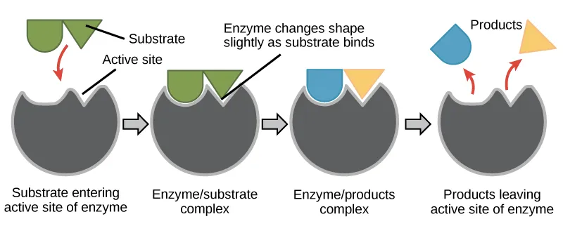Enzyme active site structure showing substrate binding