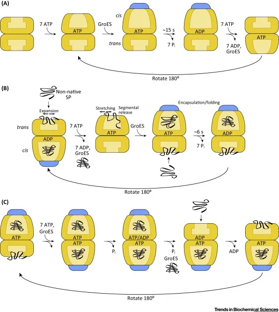 Molecular chaperone GroEL folding mechanism diagram