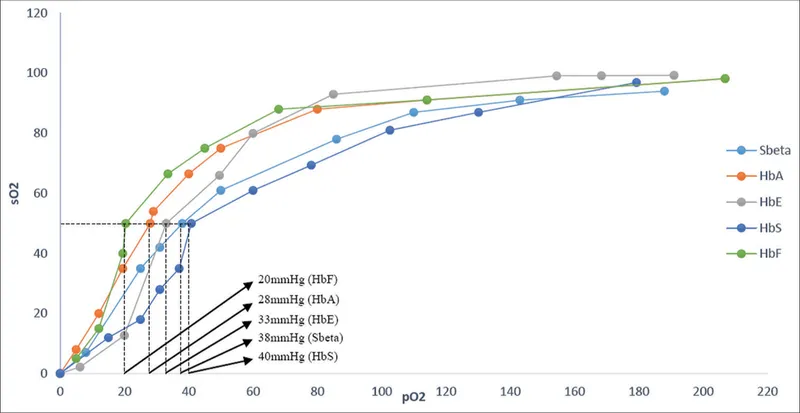 Hemoglobin cooperative oxygen binding curve