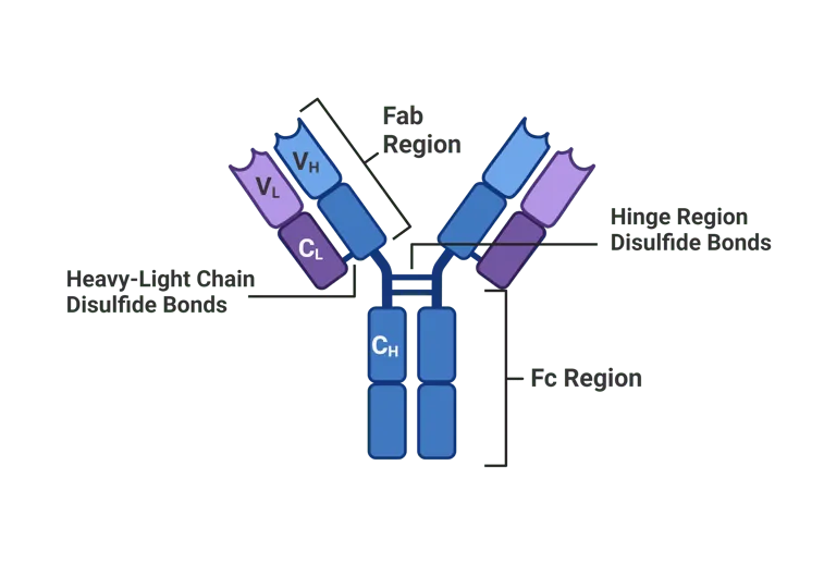 Monoclonal antibody structure and binding mechanism