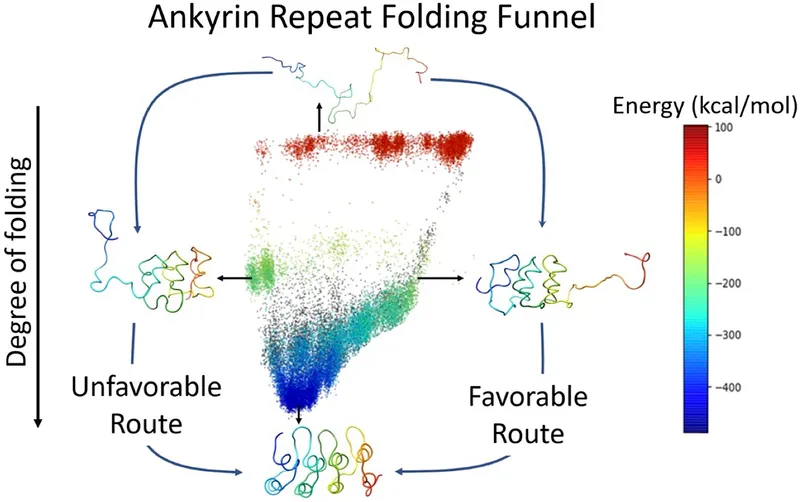 Protein folding energy funnel diagram showing folding pathways