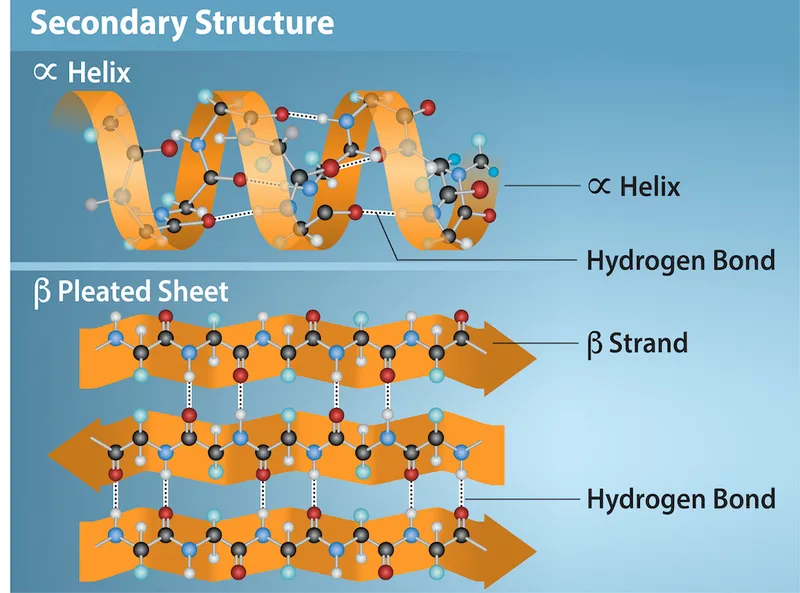 Alpha helix and beta sheet secondary structure diagrams