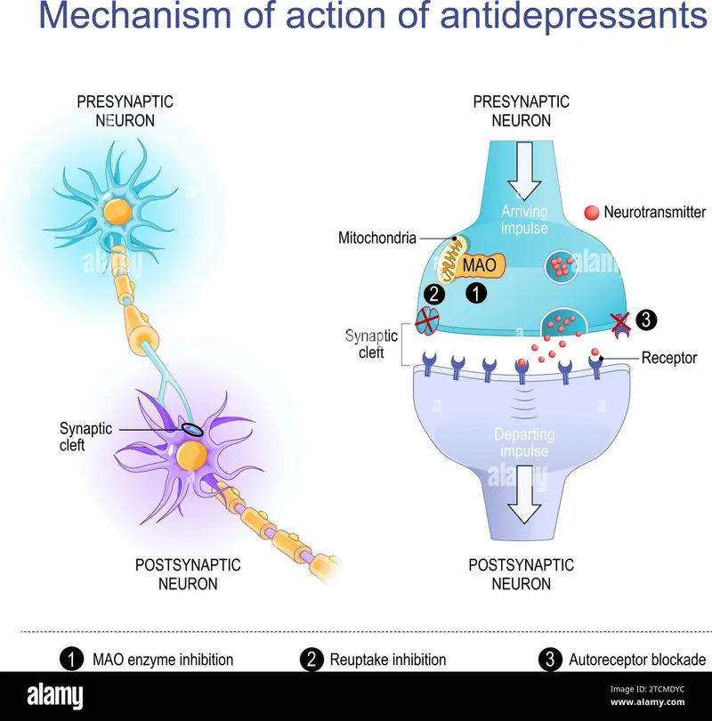 antidepressant mechanisms