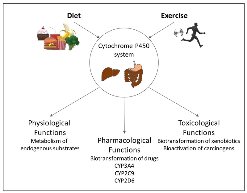 cytochrome P450