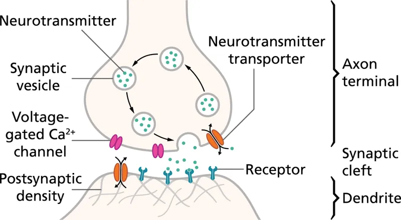 neurotransmitter synapse
