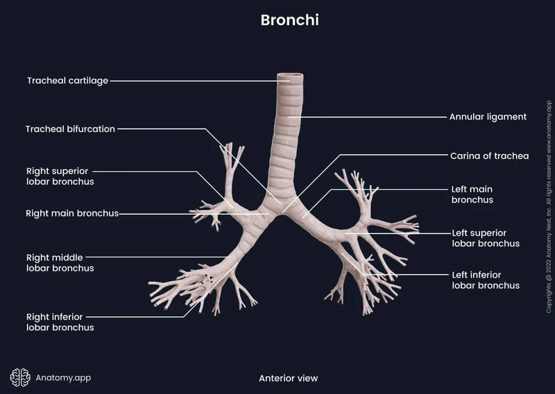 pulmonary anatomy bronchial tree