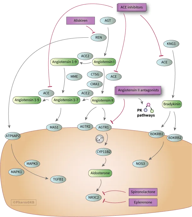 RAAS pharmacological targets showing drug mechanisms of action
