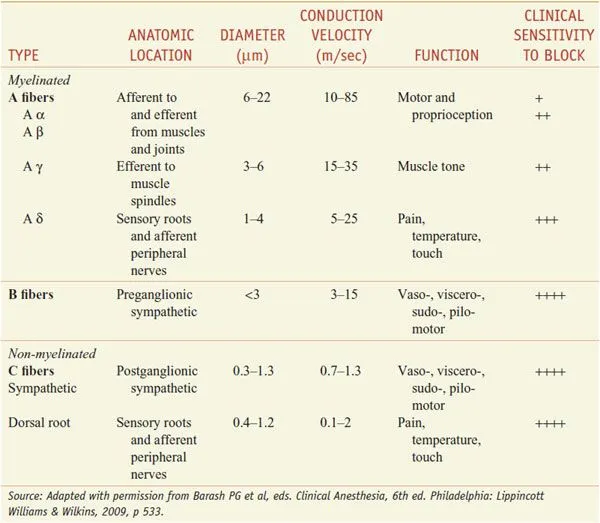 Detailed nerve fiber cross-section showing myelinated and unmyelinated axons