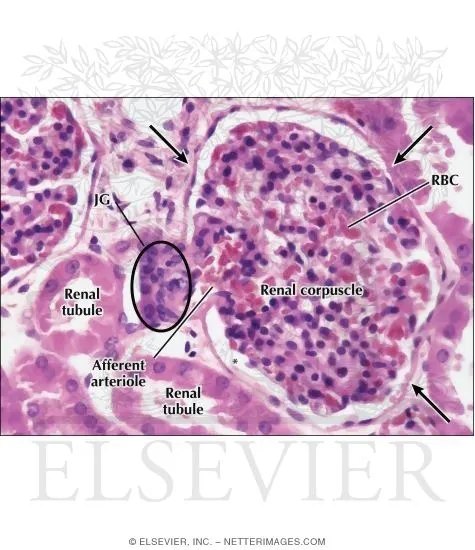 Comprehensive overview of normal kidney anatomy with nephron detail