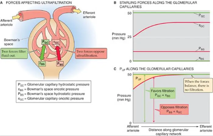 Diagram showing Starling forces across glomerular capillary