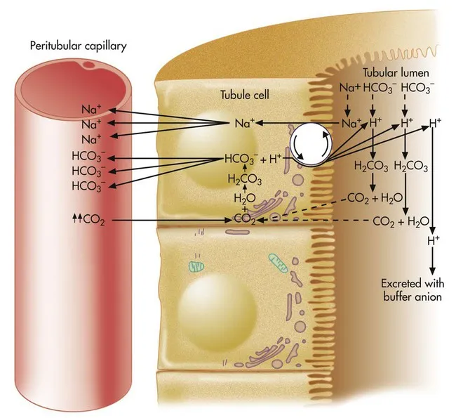 Graph showing renal compensation timeline for acid-base disorders