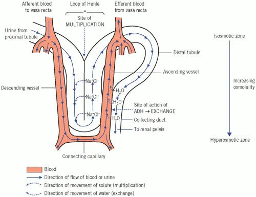 Diagram of vasa recta countercurrent exchange system