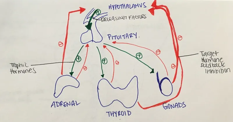 hypothalamic pituitary ovarian axis diagram